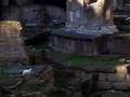 cats-in-rome