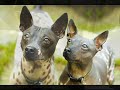 dog mating and birth video american hairless terrier dog aht