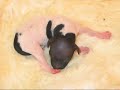 dog mating and birth video american hairless terrier dog aht