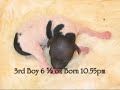dog mating and birth video american hairless terrier dog aht