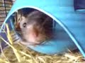 Katey My Dumbo Rat! Katey My Dumbo Rat!