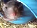 Katey My Dumbo Rat!