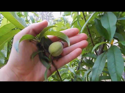 Peach Trees - Grown From Seed!