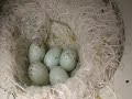 Darrrrek - Breeding carduelis eggs