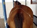 Femea Quarto de Milha Com Bambeira ( EPM ) Tratada Com Acupuntura