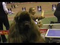 American cocker spaniel Moscow RussiaРегиональная монопородная выставка/Speciality Организатор - 