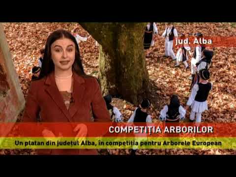Un platan din județul Alba, în competiția Arborele European al anului 2019