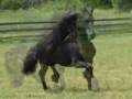 Friesian Horses