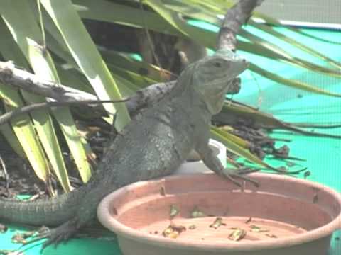 See Video
