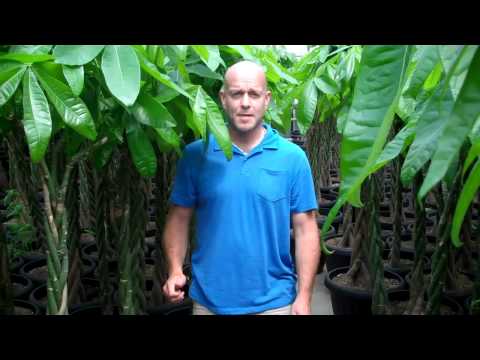 how to care for a money tree