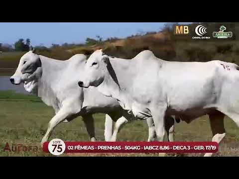 3 DE OLHO NA FAZENDA NELORE AURORA