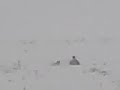 Me and Nick sled racing Me and Nick sled racing