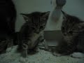 Kitties Kitties