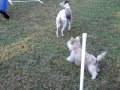 Abby & Millie Agility Champs Part 2