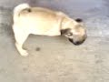 My Pug 