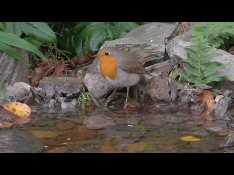 Vogelbad im Garten. Singvögel am Wasser. Eifel / Dohr 11.11.2015