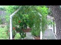 Watch 'Whitty Ideas Patio Planter Harvest Time'