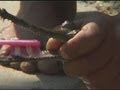 Gharial crocodiles in Nepal brush their teeth before release into wild