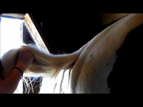 how to whiten horse tail