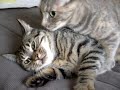 Munchkin Cat Isabella Munchkin Cat Isabella