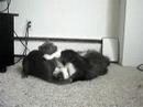 Kitty fight