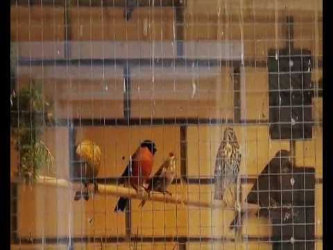 реплова когда ловить реплова когда ловить