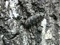 Click here to watch this video Wood-boring beetles (Buprestids) on oak