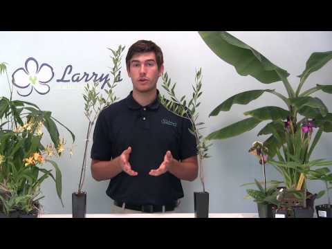how to fertilize olive trees