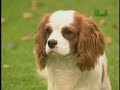 Breed All About It - Cavalier King Charles Spaniel