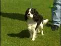 Breed All About It - Cavalier King Charles Spaniel