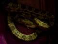 feeding the snake