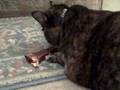 videos de Fatz eating dog bone