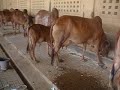 Kasturbagram_Cow_Farm-II Kasturbagram_Cow_Farm-II