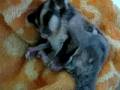 Suger Glider taking a bath~