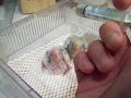 Handfeeding Young Lovebird Babies