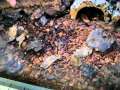 Salamandra algira tingitana and their tank