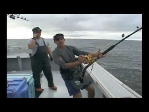 how to bleed southern bluefin tuna