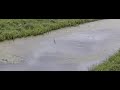 Boeren Zwaluw gespiegeld Boeren Zwaluw gespiegeld