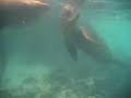 Zwemmen met 4 zeeleeuwen op de galapagos eilanden. Zwemmen met 4 zeeleeuwen op de galapagos eilanden.