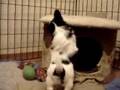 Papillon video