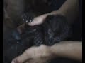 Baby black panther with a new mummy in Beograd Zoo