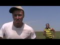 Bumble Bees in the Hay