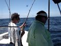 King Mackerel King Mackerel