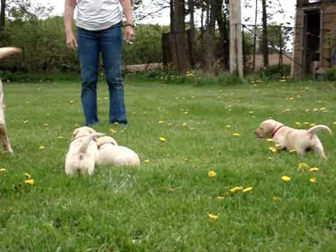 AKC Registered Yellow Lab Puppies For Sale