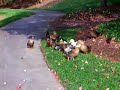 Ducks And Cover!