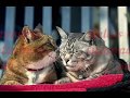 video para levantar el animo