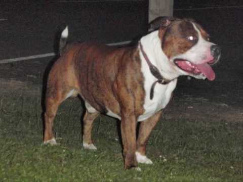 bulterrier