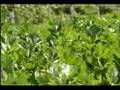 Young Agrarians