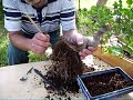 transplantar bonsai
