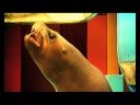 Publicidad Formis – Lobo marino